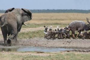 野外一群獵狗攻擊羚羊，沒想到大象前來相助
