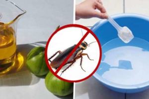 太神奇了！自從我用過這招以後，蟑螂螞蟻蚊子已不住我家了！這方法100％見效又不殺生！！