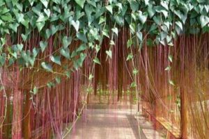 這種植物垂下的根有4米長！種植可做天然屏障，又叫一簾幽夢！