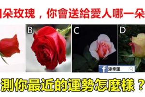 心理學：四朵玫瑰，你會送給愛人哪一朵？測你最近的運勢怎麼樣？