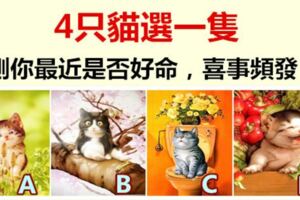 4隻貓選一隻，測你最近是否好命，喜事頻發？