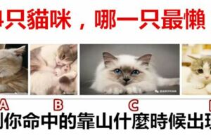 4隻貓咪，哪一隻最懶？測你命中的靠山什麼時候出現