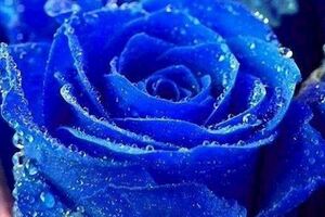 心理測試：哪一朵藍玫瑰最冷豔？測你未來一段時間會有什麼好運！
