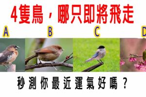 心理測試：4隻鳥，哪只即將飛走？秒測你最近運氣好嗎？