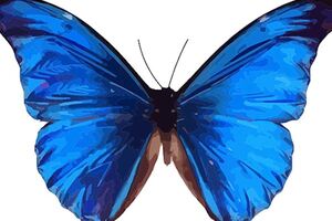 心理測試：選一隻喜歡的蝴蝶，測試你能和心愛的人廝守一生嗎？ 
