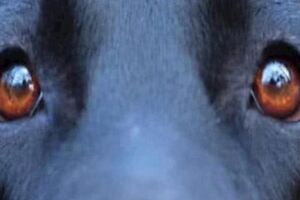 心理測試：第一眼哪一隻才是狗眼？測你找對象時，眼光準不準