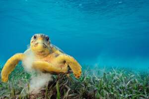 海龜殼上能乘載超過10萬隻搭便車的小生物