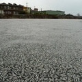 4張照片看見鹽田濕地「魚屍海」！追完雪的現在，你還笑得出來嗎....？