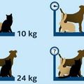 「貓＋狗＋兔＝？公斤」　測你是天才還是笨蛋