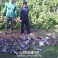 泰國這棵大樹突然「連根拔起」倒塌，倒下之際竟傳出「淒厲的慘叫聲」？！現場畫面太恐怖了…