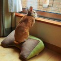 日本小短腿「哲學兔」網路爆紅！24小時都在撐住頭沉思的模樣絕對讓你笑暈過去！