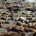 男子上班途中，發現上百隻狗狗「橫睡」在大街上，事情的真相竟然是…