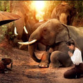 萬物皆有靈：泰國大象們竟然向路邊打坐的高僧下跪！