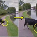 仔細一瞧！Google街景幫牛做上最好的隱私！