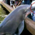 海豚表演 有人拍照 牠忍無可忍…做了一個動作讓全場驚呼！