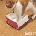 貓真的是液體 本以為這隻橘貓進不去這盒子 結果橘貓使出必殺技 !