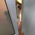 網友不解貓咪為什麼每天偷看她上廁所，直到有天拍到這樣一幕~