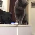 貓咪從桌子往下推東西 !  一波三折 聽懂話的貓咪不代表聽話...
