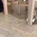 貓咪與蟲子大戰了好幾回合 ! 喵：「等…等等，它待會要是咬了朕可怎麼辦？ 」