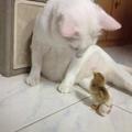 剛孵出的小雞把貓當媽，白貓喜當爹，也是一臉懵呀！