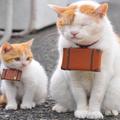日本伊豆可愛貓旅館，有貓咪客房服務育！