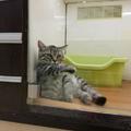 網友去寵物店，發現一隻特霸氣的貓：瞅啥呢，還不快接朕回家！