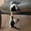 網友拍下兩隻貓的暖心一幕，一隻掉下椅子另一隻拚命抓它不放手！