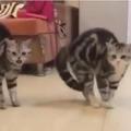 二隻貓聽到音樂響起，同時作出這種舞步，簡直神同步！