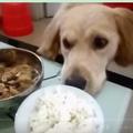 看到主人一個人吃飯心情不好 狗狗立刻就把自己的碗拿了過來！