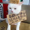 日本人收養兩隻白貓，沒想到超市的生意異常火爆!!!