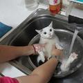 用洗菜的方式洗貓咪 貓咪愣住了 什麼節奏