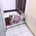 貓咪這麼關心你上廁所，你回禮了嗎？