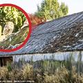 攝影師拍到世界最小貓頭鷹 你能找到嗎?