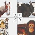 心理測試：4隻動物你會選哪只保護你？測你們之間的緣分還剩多少