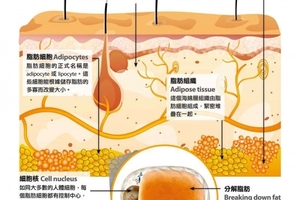 原來說到減肥要少吃多動，竟不是正確的！要這樣做，才能真正徹底消滅脂肪！