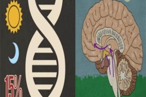 人類一直不睡覺會有怎樣驚人的後果？科學家的見解千萬要聽！看完請記得要好好休息呀...