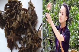 為什麼40歲的採茶女的皮膚宛若少女？泡完茶後，請記得把「它」留下！看到它的「價值」...