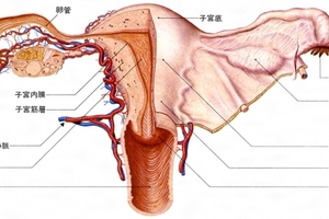 【子宮肌瘤患者必看】子宮肌瘤的病因、治療方法與術後保養方法大解析！