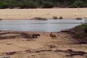 病懨懨的河馬媽媽躺著無法動因此母獅子就慢慢接近，但小一號的河馬寶寶就開始拼了命拯救媽媽！