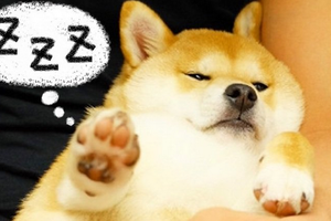 懶懶der~這隻幸福肥柴犬最大興趣就是窩在主人的臂窩睡覺~