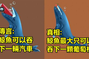 12個大家還沒發現「這幾年來誤會大了！」的動物行為真相，原來變色龍改變顏色并不是為了周圍環境…