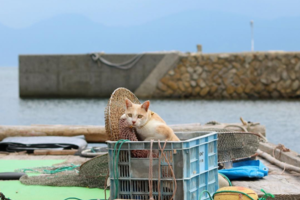 日本這幾個地方有許多野生動物，而且他們不怕生，喜歡動物的人可以到這裏和他們親近哦！