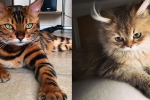 太美麗！國外網友評選「全世界最美」的貓咪 第5就是貓咪界的瑪麗蓮夢露！
