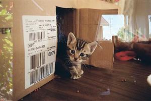 聽說，盒子放久了容易長貓咪 !?