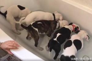 5隻小狗狗第一次洗澡超失控，沒想到它們沒逃沒害怕而是埋頭喝水 !