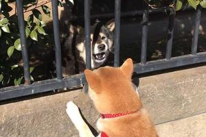 阿柴散步中的悲劇，狗狗開心看到同伴打招呼的下一個瞬間 !!!