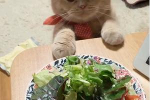 給我吃沙拉，貓咪狂伸貓爪試圖偷吃一口，不放手直到生菜到手！
