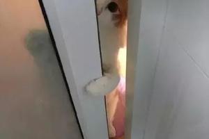 網友不解貓咪為什麼每天偷看她上廁所，直到有天拍到這樣一幕~