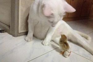 剛孵出的小雞把貓當媽，白貓喜當爹，也是一臉懵呀！