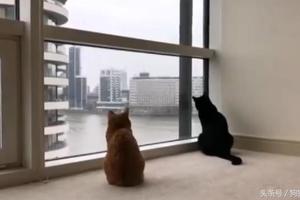 蜘蛛人清洗玻璃時被兩隻貓咪強行耽誤了工作